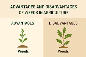 Advantages and Disadvantages of Weeds in Agriculture