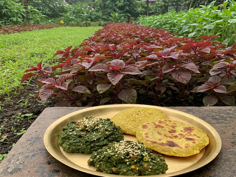 Amaranth growing tips and health perks