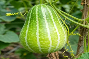 How to Grow Ash Gourd from Seed at Home: Expert Tips for Success