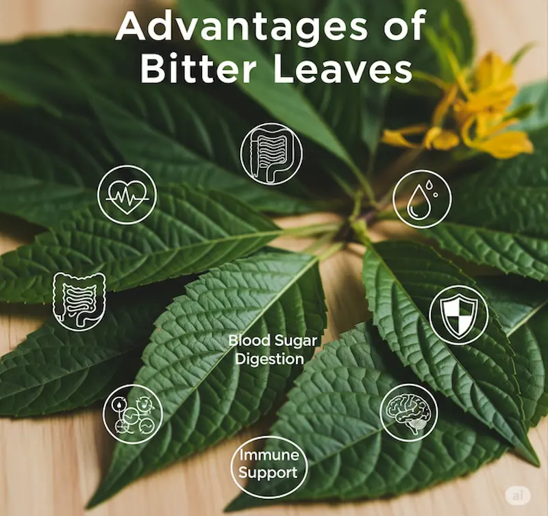 Advantages of bitter leaf