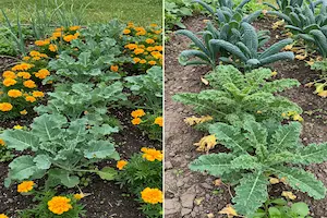 Kale Companion Planting Guide: Best Matches and What to Avoid