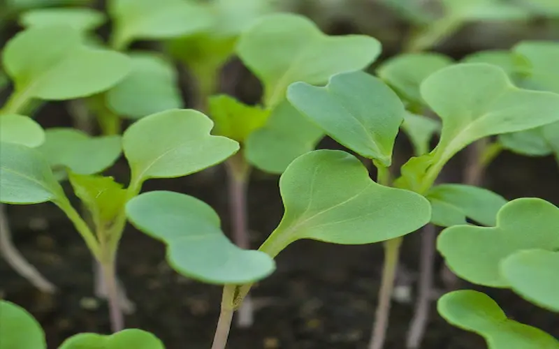 Cabbage Seedling
