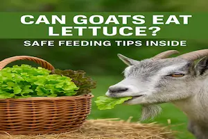 Can Goats Eat Lettuce? Safe Feeding Tips Inside