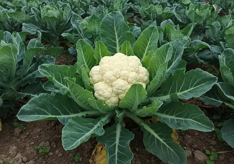 Cauliflower plant with green leaves