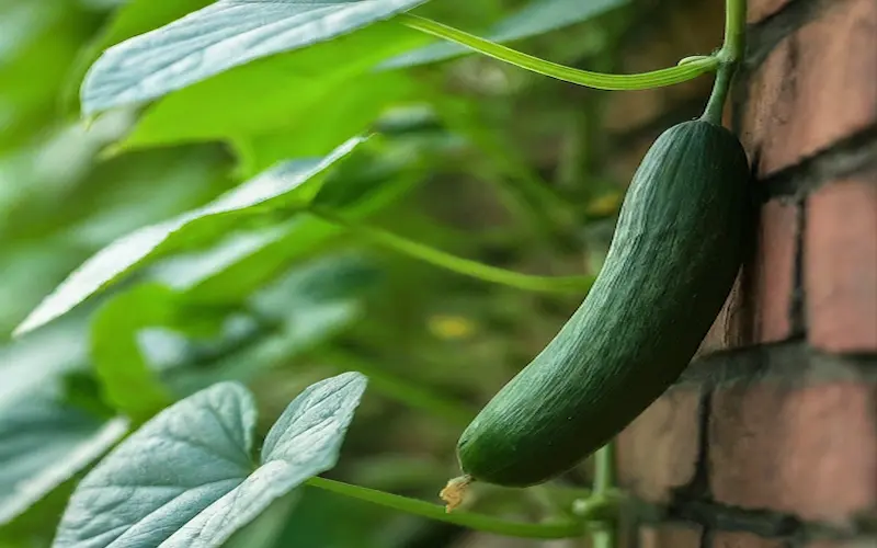 Cucumbers