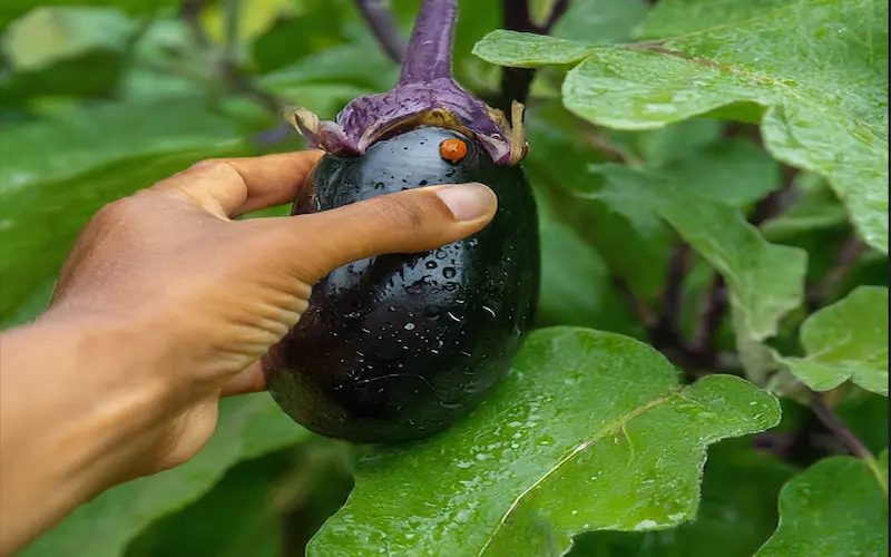 Eggplant harvesting