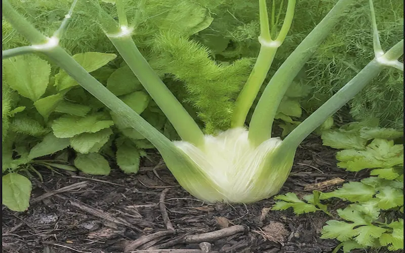 Fennel companion planting