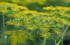 The Ultimate Fennel Companion Planting Guide: Best and Worst Plant Pairings