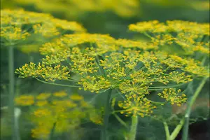 The Ultimate Fennel Companion Planting Guide: Best and Worst Plant Pairings