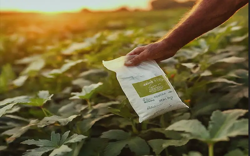 Fertilizing Lady Finger