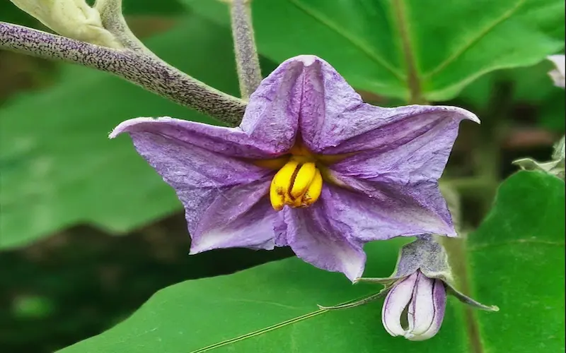 Eggplant flowering stage