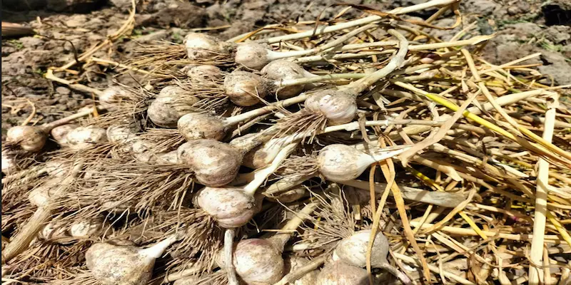 Harvesting garlic
