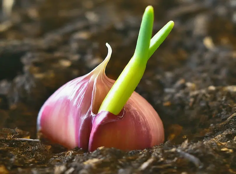 Garlic young sprouts