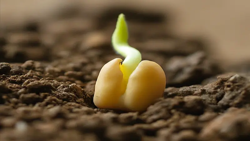 Germination gram crop