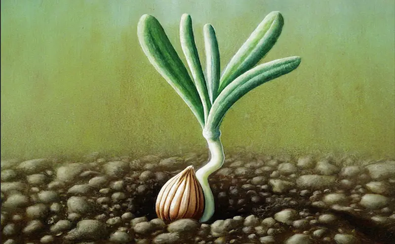 Germination of lavender plant