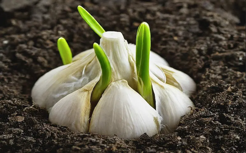 Germination stage of garlic