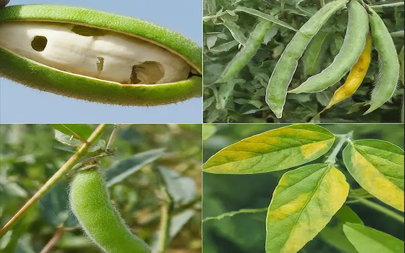 Common disease gram crop