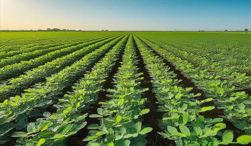 Vegetative growth of gram crop