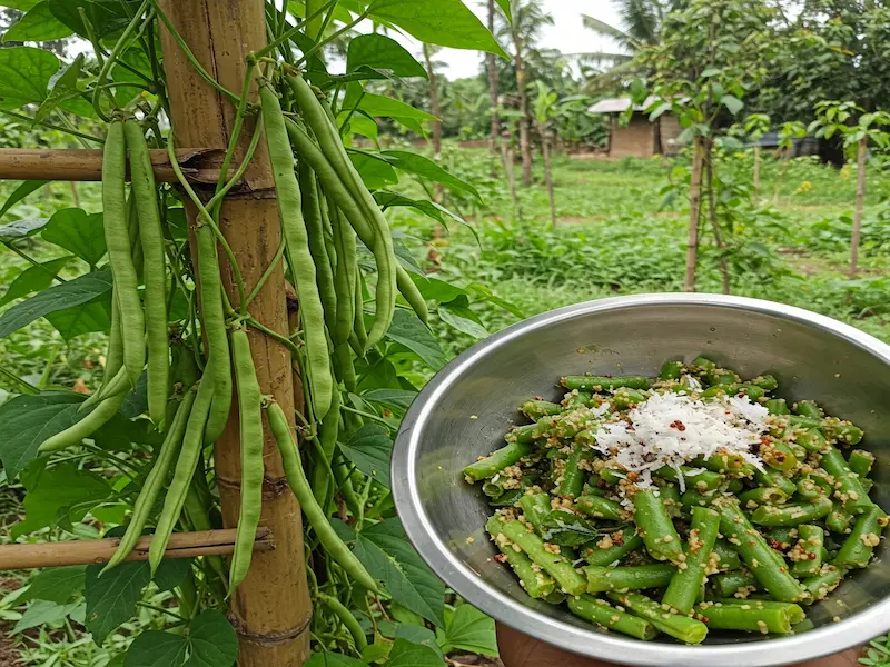Green beans growing tips and health perks