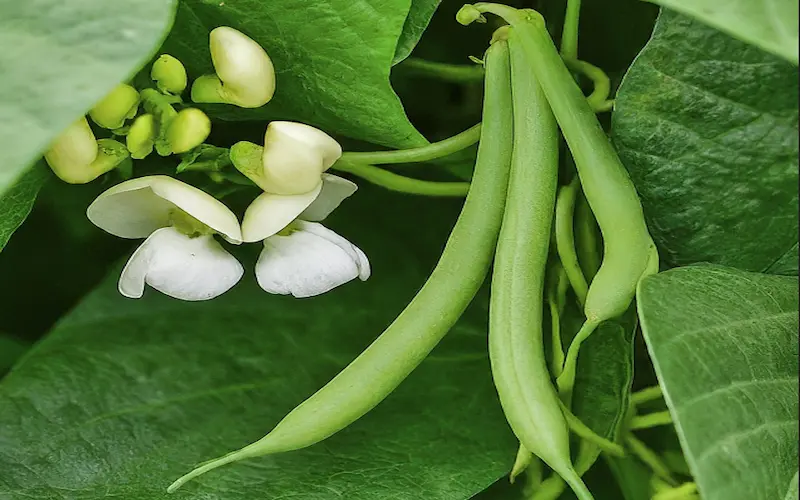 Green beans harvesting