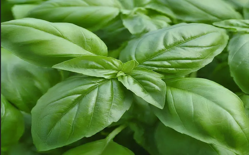 Growing Basil
