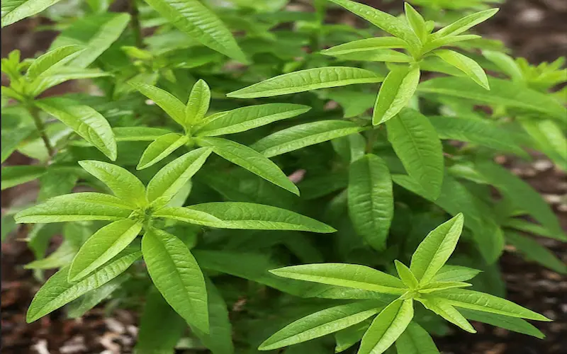 Growing lemon verbena from seed