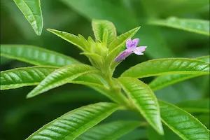 How to Grow Lemon Verbena from Seed: A Complete Gardening Guide