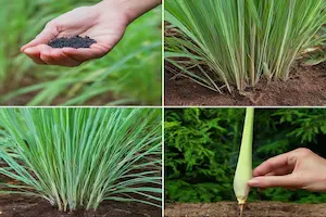 How to Grow Lemongrass from Seed: A Complete Guide to Cultivation and Uses