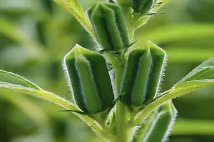How Sesame Grows: A Complete Guide to Cultivating Sesame Seeds from Start to Finish
