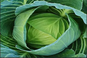 Cabbage Growth Stages Explained: A Complete Guide from Seed to Harvest