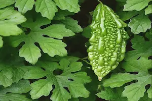 How to Grow Bitter Melon: A Complete Guide for Home Gardeners