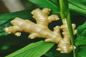 How to Grow Ginger: 8 Essential Tips for a Successful Harvest
