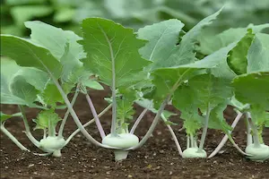 How to Grow Kohlrabi: A Complete Step-by-Step Gardening Guide