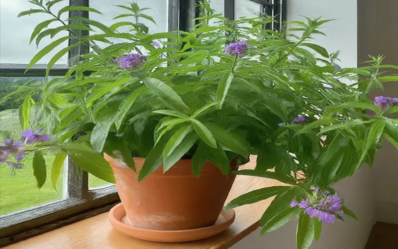 how to grow lemon verbena