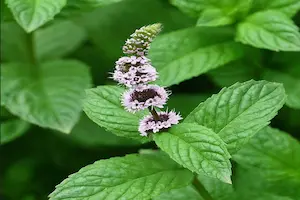  The Ultimate Guide to Growing Mint: From Planting to Harvesting Peppermint, Spearmint & More