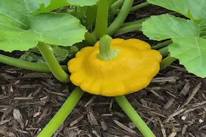A Step-by-Step Guide on How to Grow Patty Pan Squash