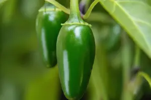 Jalapeno Growth Stages Unveiled: A Comprehensive Guide Seed to Harvest