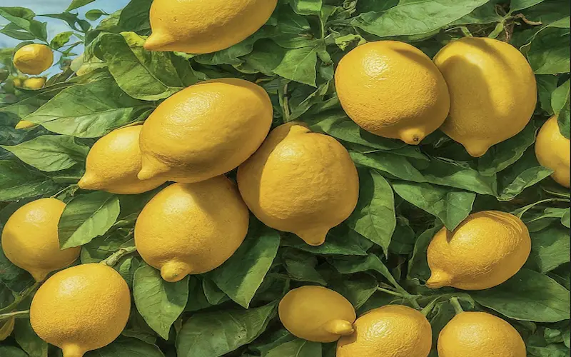 Harvesting time of lemon tree