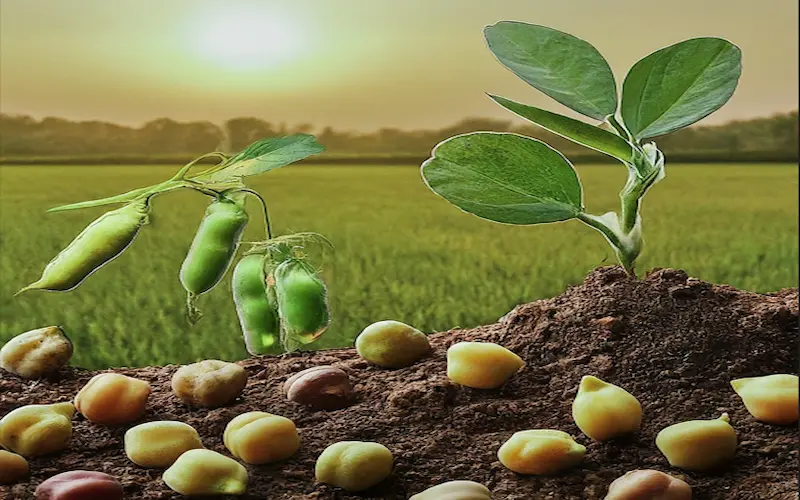 Life cycle of gram crop