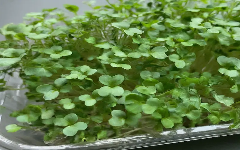 Microgreen