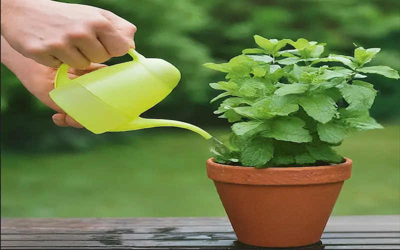 Mint plant watering