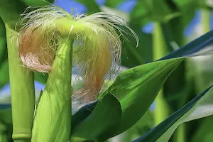 Exploring the Different Parts of a Corn Plant: A Comprehensive Guide