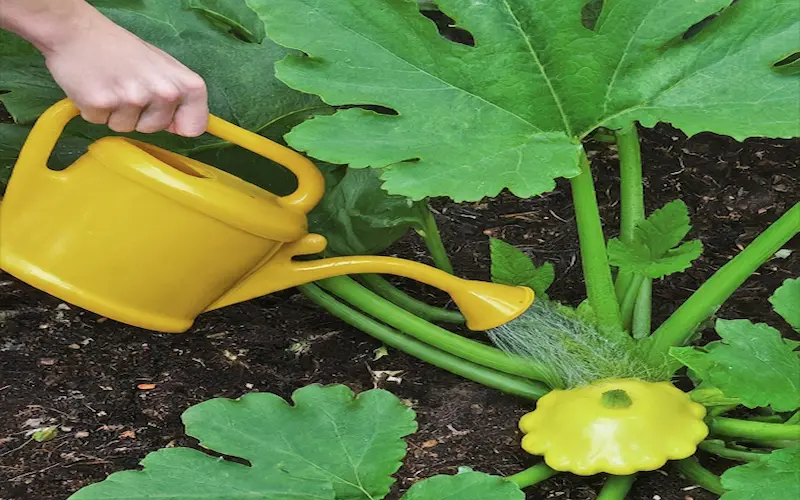 Patty pan squash plant watering