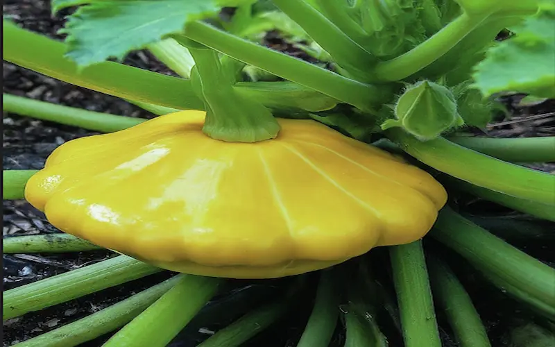 Patty pan squash plant