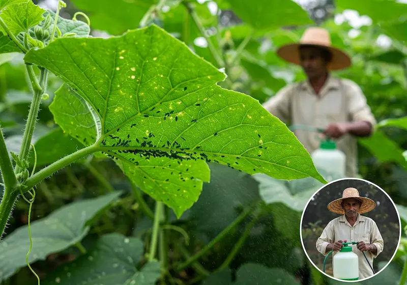 Pest & Disease Control