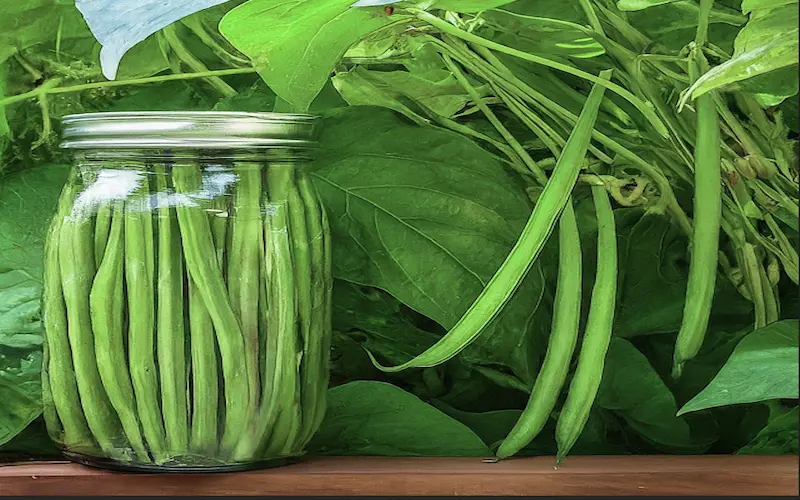 Pickling green beans