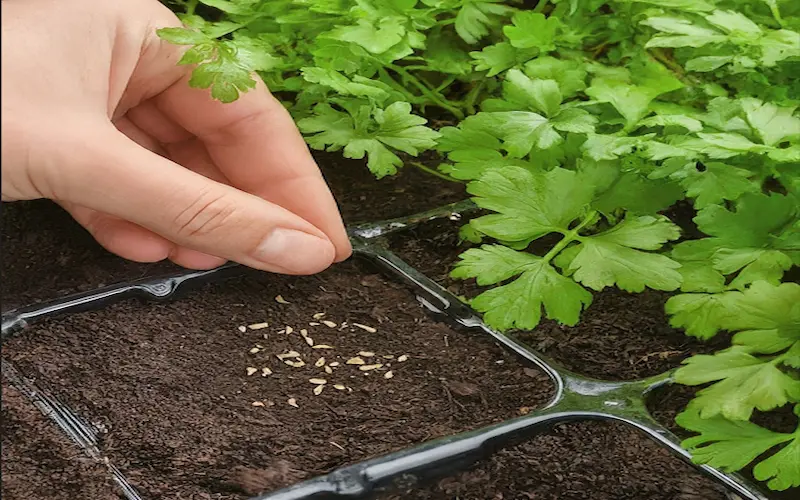 Planting Parsley Seeds Indoors