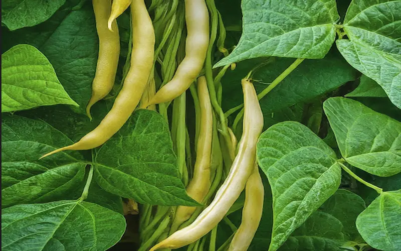 Pole beans
