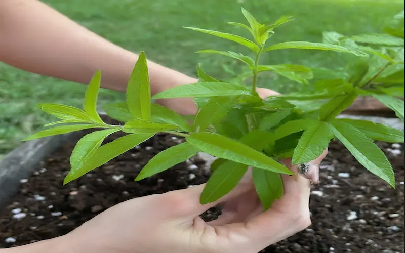 Propagating from Cuttings