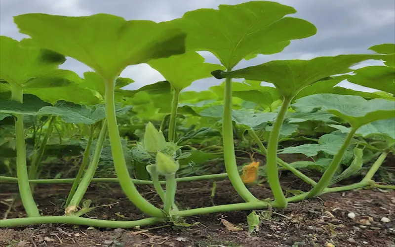 Vegetative growth of Pumpkin plant